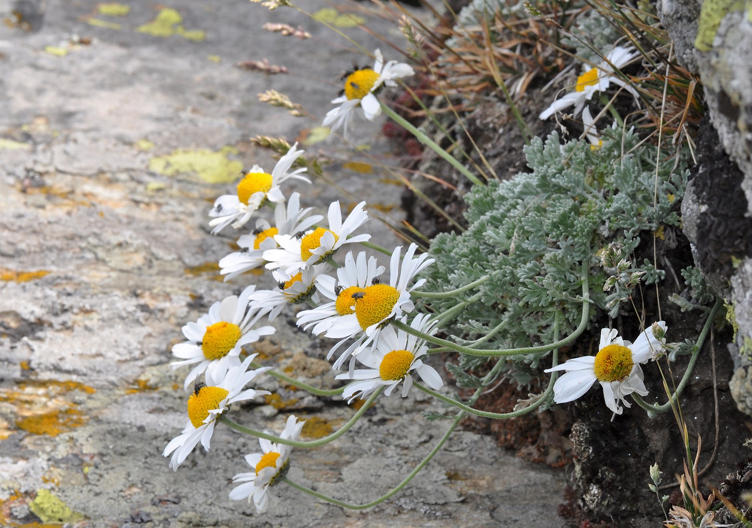 anthemis-cretica-columnae