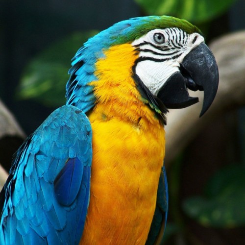 blue_and_gold_macaw_4-500x500