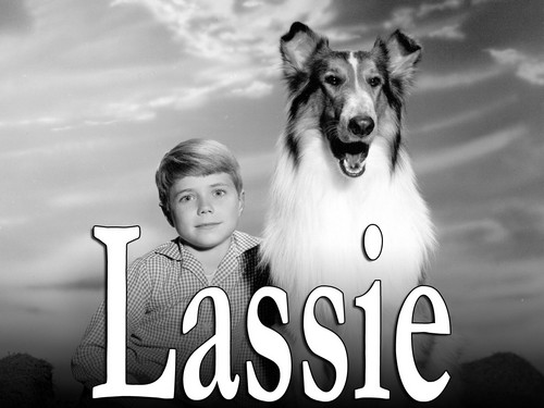 Lassie (CBS) 1954 - 1974 Shown: Jon Provost (as Timmy Martin, 1958-1964), Lassie the Dog