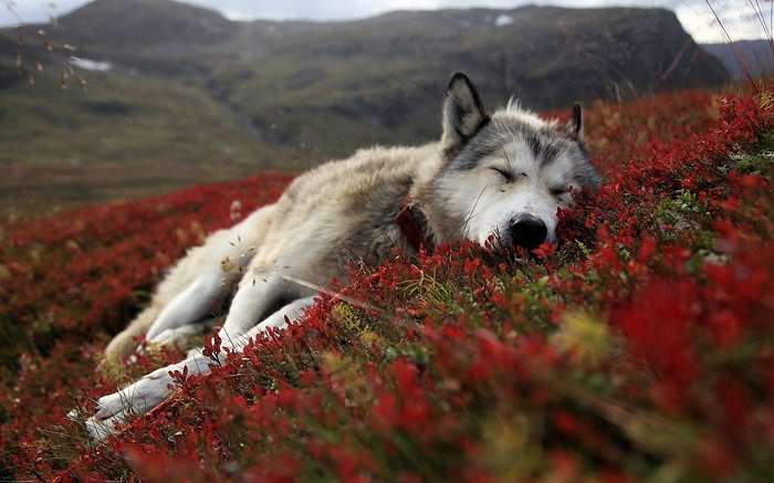 Το θαύμα της Φύσης: Πως οι λύκοι μεταμορφώνουν το περιβάλλον!ΣΥΓΚΛΟΝΙΣΤΙΚΟ ΒΙΝΤΕΟ!