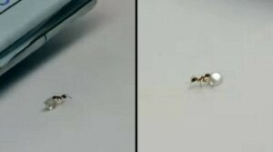 Απιστευτο: Μυρμήγκι Κλέβει Πολύτιμο Διαμάντι Από Κοσμηματοπωλείο