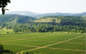 Δασωμένοι αγροί: Πώς θα δοθούν τίτλοι ιδιοκτησίας σε χωράφια – Αναλυτικός οδηγός