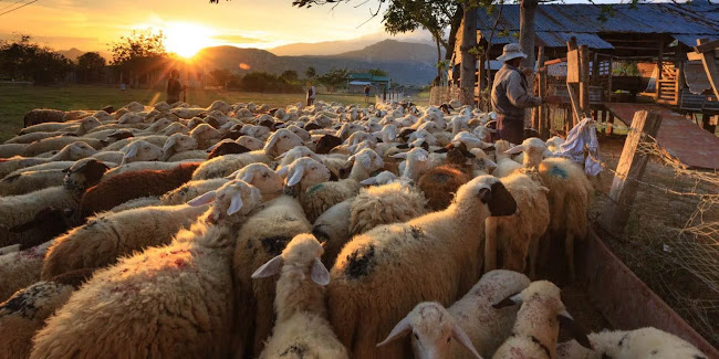 Xάθηκε κοπάδι πρόβατα στο Βασιλόπουλο Ξηρομέρου