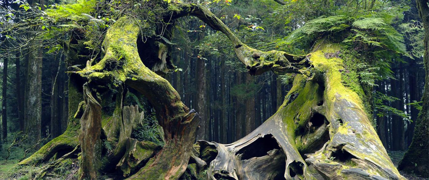 ΔΕΟΣ:Δείτε το τρομακτικό στοιχειωμένο δάσος που είναι στην Ευρώπη!