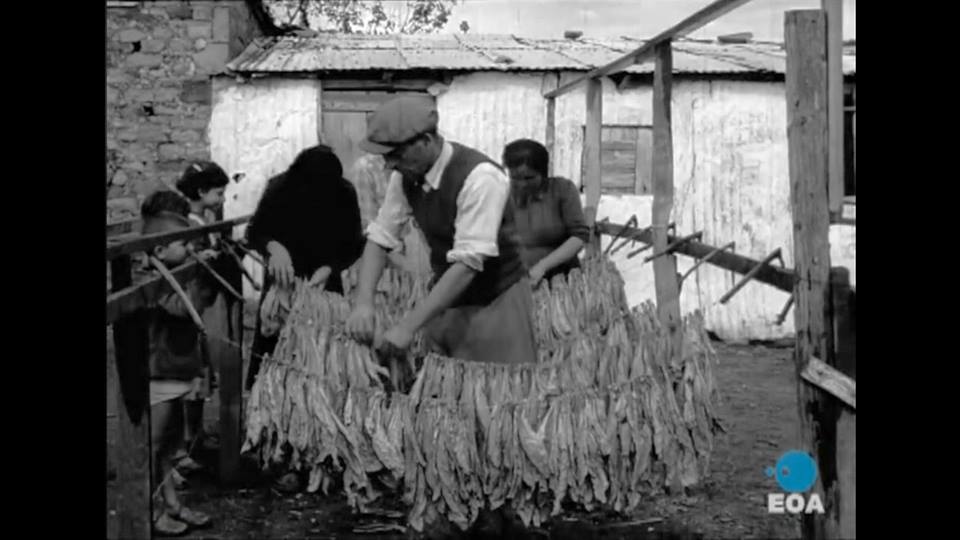 Με την καλλιέργεια του καπνού μεγάλωσαν πολλές γενιές αγροτών στο Ξηρόμερο