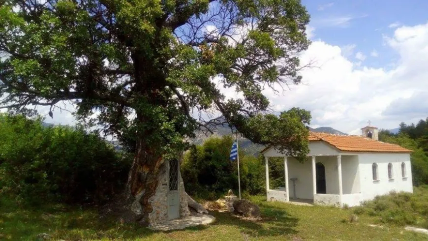 Το δέντρο…που μετατράπηκε σε εκκλησιά του Άγιου Παϊσίου!