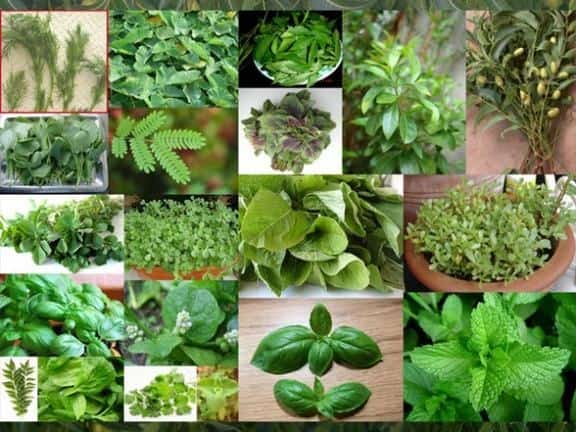 ΜΟΝΑΔΙΚΟ:Οι ασθένειες που θεραπεύει κάθε βότανο- Δείτε αναλυτικά