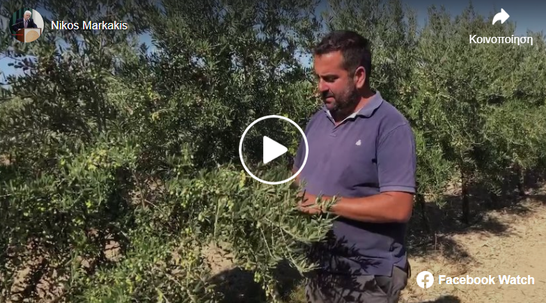 3 τόνοι λάδι από 5.000 ελιές σε 2 μέρες: Η πατέντα αγρότη από την Κρήτη κάνει το μάζεμα της ελιάς παιχνιδάκι