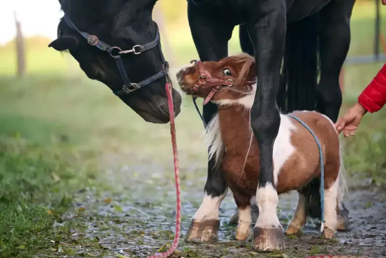 Το φοβερό αλογάκι που ετοιμάζεται να πάρει το βραβείο του μικρότερου αλόγου στον κόσμο